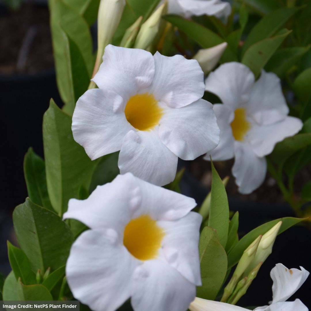 Dipladenia Bush – Sundenia® White – 10″ Pot